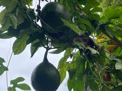 -广州神农草堂中医药博物馆