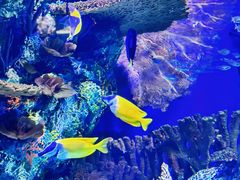 -上海海洋水族馆