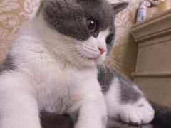 -糯米喵星人总部直营旗舰店·猫舍·幼猫出售