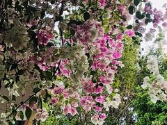 -深圳国际园林花卉博览园