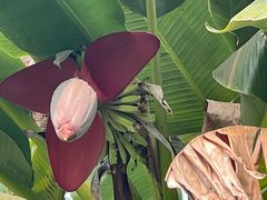 -华侨城湿地公园