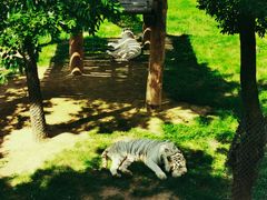 -西霞口神雕山野生动物世界