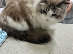 -顺强宠物诊所·狂犬免疫·夜诊·骨科(嘉定店)