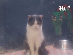 -猫咪博物馆(顶澳仔猫街店)