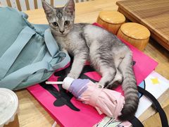 -楼上猫咖(罗湖店)