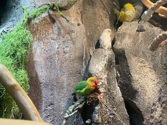 -正佳雨林生态植物园