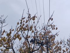 -香山公园