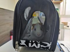 -爱侣宠医·鹦鹉专科·小型哺乳类·异宠专科(灵石路店)