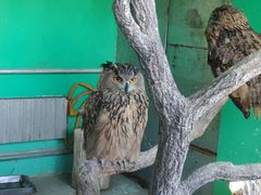 -西霞口神雕山野生动物世界