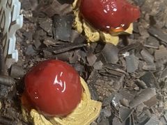 -喜洋洋蛋糕房(于辛庄店)