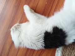 -楼上猫咖(罗湖店)