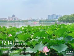 -莲花池公园