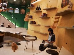 -飞行喵MR PILOT|猫舍·猫咖(静安大融城店)