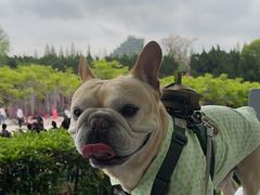 -嘉定紫藤园