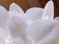-王府茶楼茶宴·创意菜(大观园总店)
