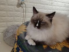 -平行世界·猫咖(首经贸店)