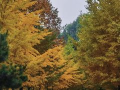 -长白岛森林公园