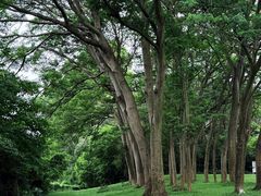 -东莞植物园