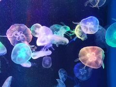 -海合安成都极地海洋公园