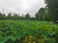 -洪湖家庭农场·团建·露营·会议