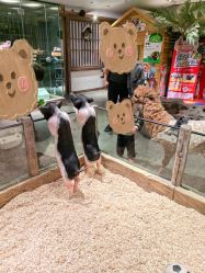 -造物庄园 萌宠纪(苏州湾歌林公园店)