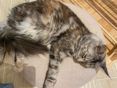 -momokira米努特·德文卷毛猫·棉花面纱犬