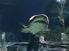 -暹罗海洋世界