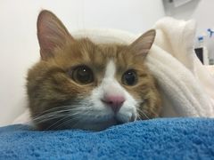-达爱动物医院·犬猫分区·CT·复杂眼科(远洋山水分院)