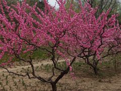 -元大都城垣遗址公园