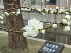 -元大都城垣遗址公园