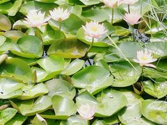 -东梓关景区村庄