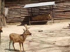 -北京野生动物园