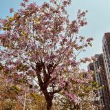 樱花已谢，游乐园永存