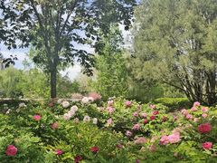 -莲花池公园