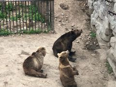-哈尔滨北方森林动物园