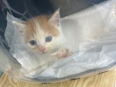 -中农大我爱我爱动物医院·核磁CT·猫病·24小时夜诊中心(石佛营店)