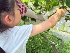 -马陆小张葡萄园农家乐