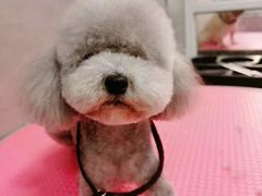 -宠福鑫康馨动物医院·骨科·眼科