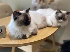 -藏猫猫咖啡主题馆(中央大道店)