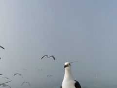 -海驴岛(荣成市)