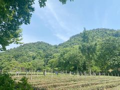 -中国茶叶博物馆(双峰馆区)
