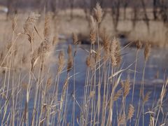 -野鸭湖国家湿地公园