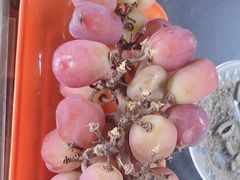 -马陆小张葡萄园农家乐