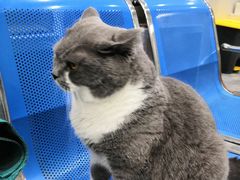 -东莞宠友24H宠物中心医院·转诊夜诊·异宠(新河北路院)