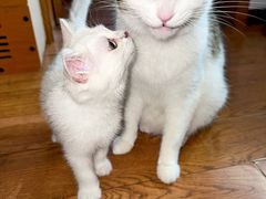 -关爱动物医院·心脏·中兽医·异宠(金牛路分院)