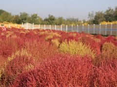 -天津东丽湖风景区