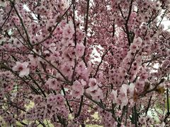 -永定河休闲森林公园