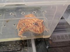 -华声天桥民俗文化园