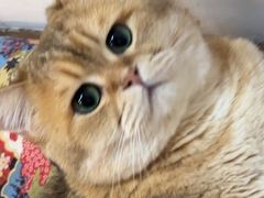 -柴迷FANS CLUB·柴犬狗咖·猫咖