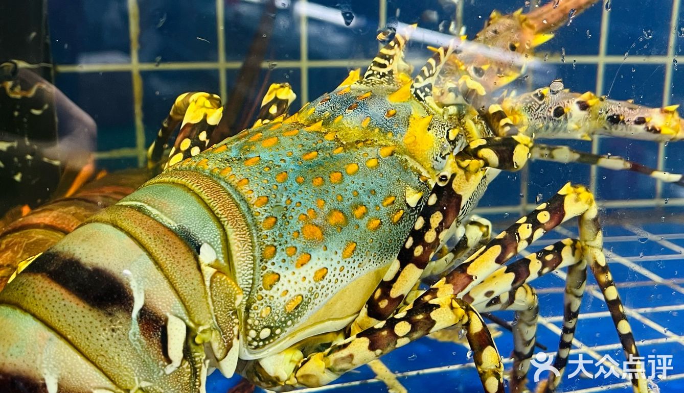 海口海鲜｜望海楼隔壁‼️竟然可以吃到新鲜现捞海鲜🐟